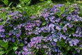 Beautiful hydrangea dance party flowers blooming in early summer garden. Royalty Free Stock Photo