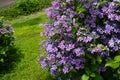 Beautiful hydrangea dance party flowers blooming in early summer garden. Royalty Free Stock Photo