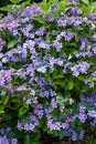 Beautiful hydrangea dance party flowers blooming in early summer garden. Royalty Free Stock Photo
