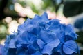 Beautiful Hydrangea Flowering Boughs in Bloom