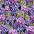 Beautiful hydrangea flowers background