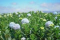 Beautiful Hydrangea Flowers.