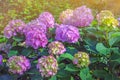 Beautiful Hydrangea flowers - Hydrangea macrophylla - in garden Royalty Free Stock Photo