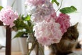 Beautiful hydrangea flowers  in sunny light on window sill on background of cute tabby cat. Pink hydrangea flowers, sweet home Royalty Free Stock Photo