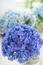 Beautiful hydrangea flowers in a vase on a table . Bouquet of light blue. Decoration of home. Wallpaper and background Royalty Free Stock Photo