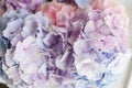 Beautiful hydrangea flowers in a vase on a table . Bouquet of light blue, lilac and pink flower. Decoration of home Royalty Free Stock Photo