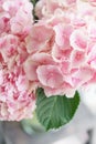 Beautiful hydrangea flowers in a vase on a table . Bouquet of light blue, lilac and pink flower. Decoration of home Royalty Free Stock Photo