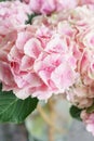 Beautiful hydrangea flowers in a vase on a table . Bouquet of light blue, lilac and pink flower. Decoration of home Royalty Free Stock Photo