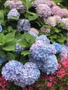 Beautiful hydrangea macrophylla blooms in pastel blue, pink, violet colors Royalty Free Stock Photo