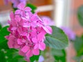 Beautiful Hydrangea with pink, lilac, violet, purple flowers Royalty Free Stock Photo