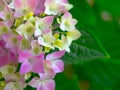 Beautiful Hydrangea with pink, lilac, violet, purple flowers Royalty Free Stock Photo