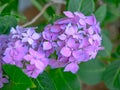 Beautiful Hydrangea with pink, lilac, violet, purple flowers Royalty Free Stock Photo