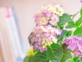 Beautiful Hydrangea with pink, lilac, violet, purple flowers Royalty Free Stock Photo