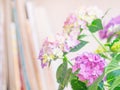 Beautiful Hydrangea with pink, lilac, violet, purple flowers Royalty Free Stock Photo