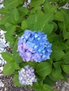 Beautiful hydrangeas Blues and Purple Colors