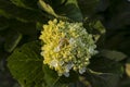 Beautiful hydrangeas flower garden 