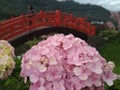 Beautiful hydrangeas flower and red bridge behind it. Like in Japan.