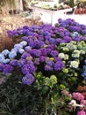 Beautiful hydrangeas in a flower shop please customers with their blooming.