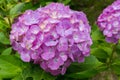 Beautiful Hydrangeas pink flowers in japan garden. Royalty Free Stock Photo