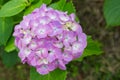 Beautiful Hydrangeas pink flowers in japan garden. Royalty Free Stock Photo