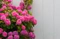Beautiful Hydrangeas pink flowers with white wall. Royalty Free Stock Photo