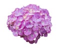 Beautiful Hydrangeas purple flowers Royalty Free Stock Photo