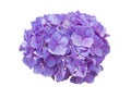 Beautiful Hydrangeas purple flowers isolated on white. Royalty Free Stock Photo