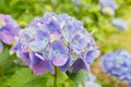 Beautiful Hydrangeas purple flowers in japan garden. Royalty Free Stock Photo