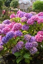 Beautiful hydranges in the garden Royalty Free Stock Photo