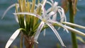 Beautiful hymenocallis speciosa white spider lilly, unique flower near water in Florida. Royalty Free Stock Photo