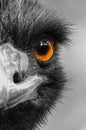 Eyes of common ostrich Royalty Free Stock Photo