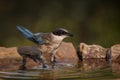 Beautiful Iberian magpie perched on rocks around a bird bath, taking a refreshing sip of water