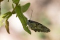 Beautiful Iberian marbled white butterfly on a green leaf Royalty Free Stock Photo