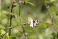 Beautiful Iberian marbled white butterfly on a plant under the sunlight