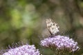 Beautiful Iberian marbled white butterfly on purple flowers under the sunlight