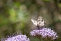 Beautiful Iberian marbled white butterfly on purple flowers under the sunlight