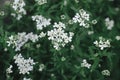 Beautiful iberis blooming in english cottage garden. Close up of white flower. Floral wallpaper. Homestead lifestyle and wild Royalty Free Stock Photo