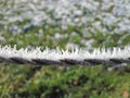 Beautiful ice crystals on a wire fence in winter Royalty Free Stock Photo