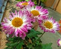 Beautiful ice plant family flowers