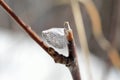 Beautiful ice shape on small twig in winter sunshine macro Royalty Free Stock Photo