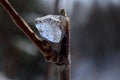 Beautiful ice shape on small twig in winter sunshine Royalty Free Stock Photo