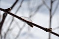 Beautiful ice shape on small twig in winter sunshine Royalty Free Stock Photo