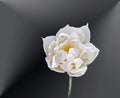 Beautiful Ice tulip on a black-grey background Royalty Free Stock Photo