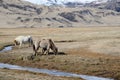 The beautiful Iceland horses in Iceland. Royalty Free Stock Photo