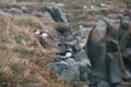 beautiful icelandic birds on rocky mountain covered with grass, vik dyrholaey, reynisfjara