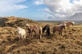 Beautiful Icelandic breed horses many resting in the meadow during spring time Royalty Free Stock Photo