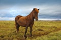 Beautiful Icelandic horse grazing in the field Royalty Free Stock Photo