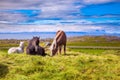 Beautiful Icelandic horses grazed