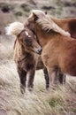 Beautiful Icelandic horses in Iceland, outside, strong wind Royalty Free Stock Photo