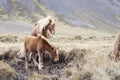 Beautiful Icelandic horses in Iceland, outside, strong wind Royalty Free Stock Photo
